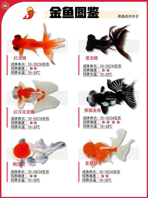 給我一些著名金魚品種的圖片，水族箱中的金魚品種