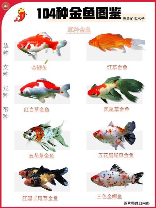 給我一些著名金魚品種的圖片，水族箱中的金魚品種