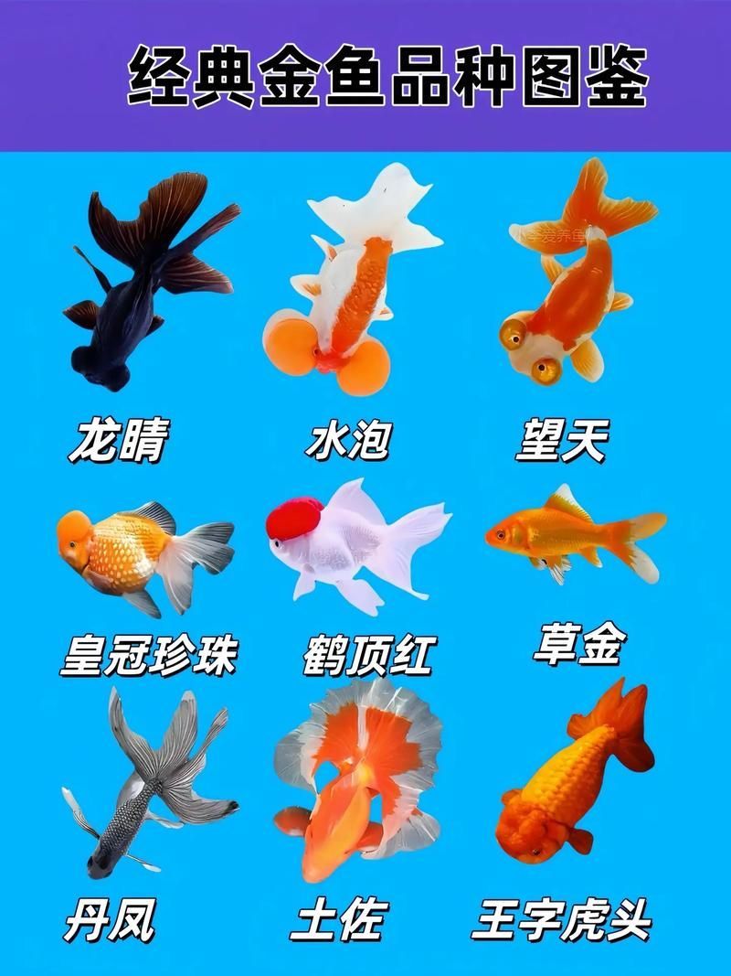 給我一些著名金魚品種的圖片，水族箱中的金魚品種