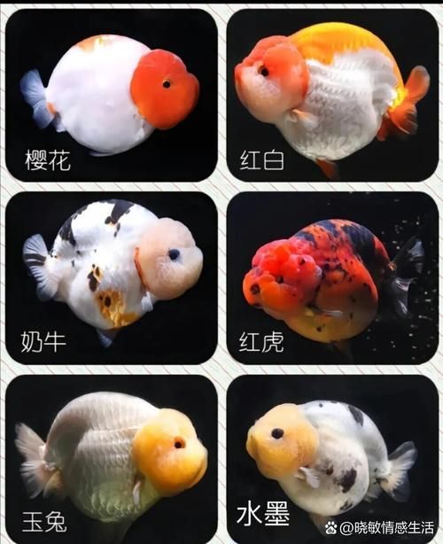 給我一些著名金魚品種的圖片，水族箱中的金魚品種