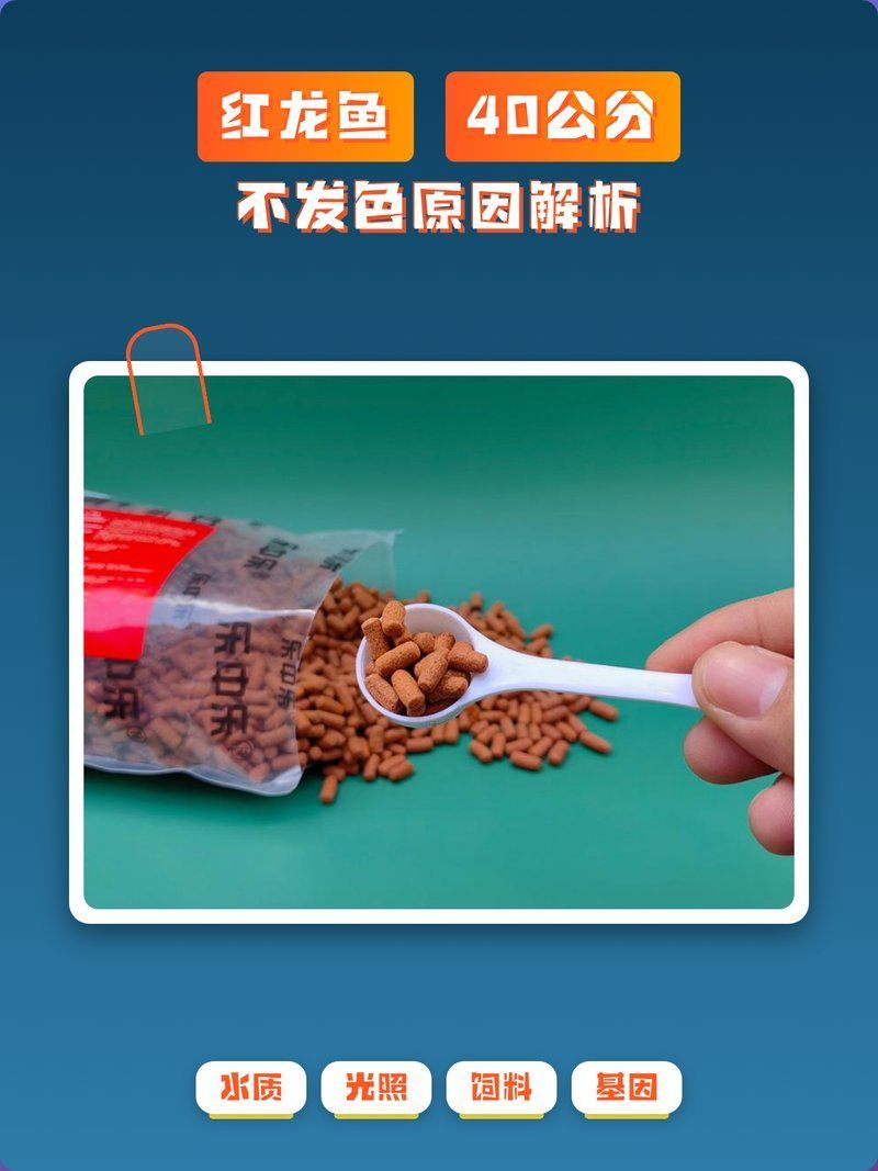 紅龍魚發色晚怎么辦，紅龍魚40公分不發色原因解析紅龍魚發色期需要特別喂食嗎