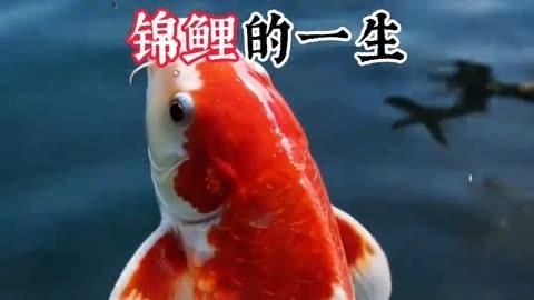 龍魚和錦鯉的壽命有多長，錦鯉和龍魚哪個更長壽？