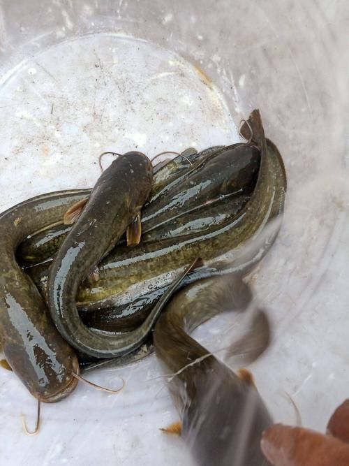 哪里可以找到高清的年魚圖片，哪里能找到高清的年魚圖片
