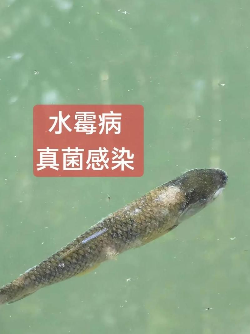 真菌感染對魚有哪些具體危害，真菌感染對魚的危害有多大