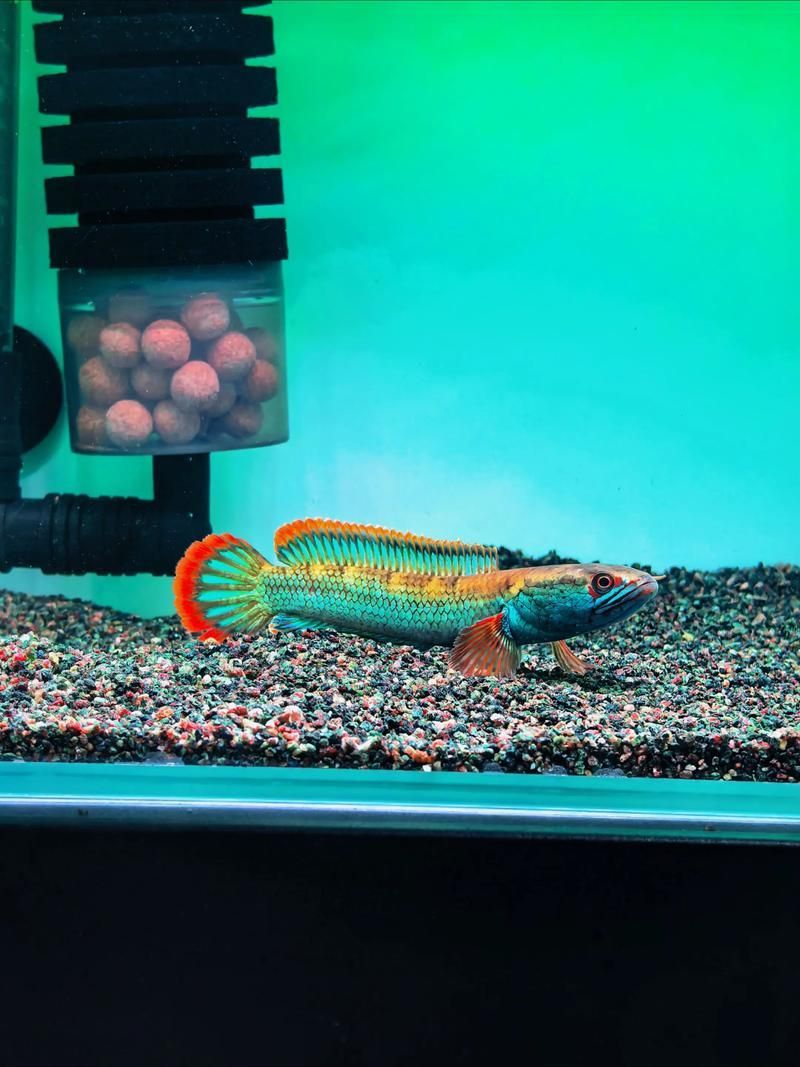 能否提供雷龍魚鰭充血的圖片示例，如何判斷雷龍魚是否充血