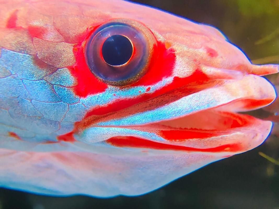 能否提供雷龍魚鰭充血的圖片示例，如何判斷雷龍魚是否充血