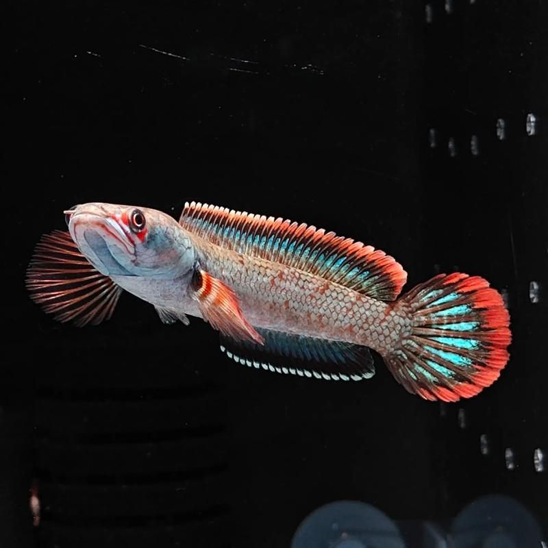 能否提供雷龍魚鰭充血的圖片示例，如何判斷雷龍魚是否充血