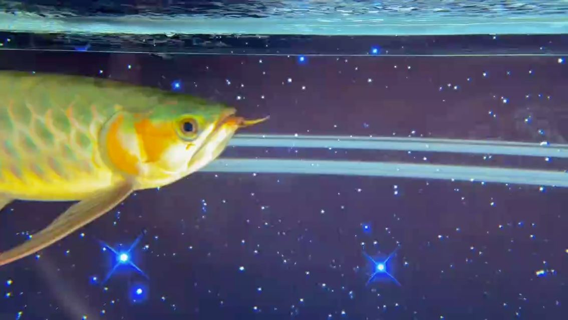 養魚提供的情緒價值，養魚不僅是一種娛樂方式，更是一種娛樂方式