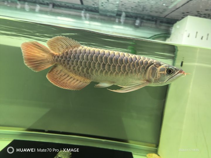 25年8月17號-26年1魚17號，25年8月17號-26年1魚17號北京老寧評論