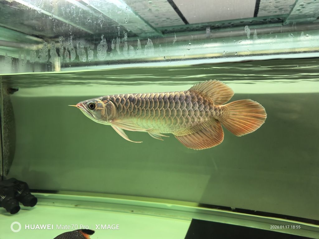 25年8月17號-26年1魚17號，25年8月17號-26年1魚17號北京老寧評論