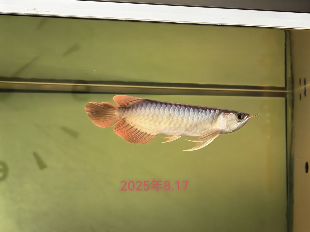25年8月17號-26年1魚17號，25年8月17號-26年1魚17號北京老寧評論