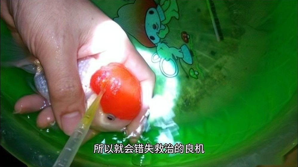 如何判斷金魚是否即將死亡，金魚臨終前的6個(gè)征兆