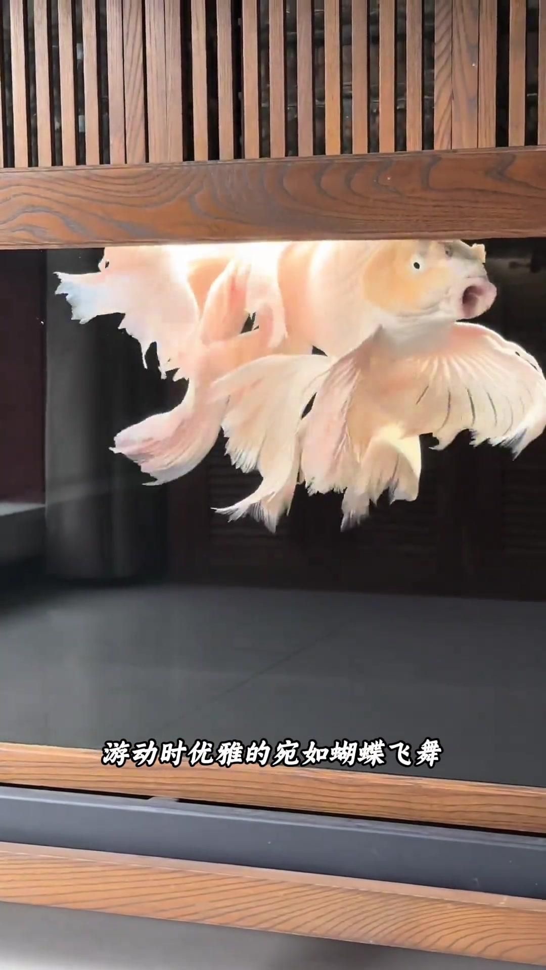 觀賞魚市場有哪些常見品種，觀賞魚市場常見的觀賞魚市場常見品種分為三大品種