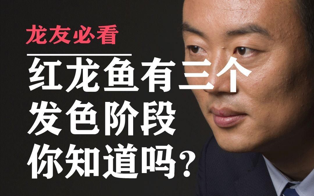 紅龍魚發色期如何加強，米粒醬の職場手記紅龍魚發色全攻略