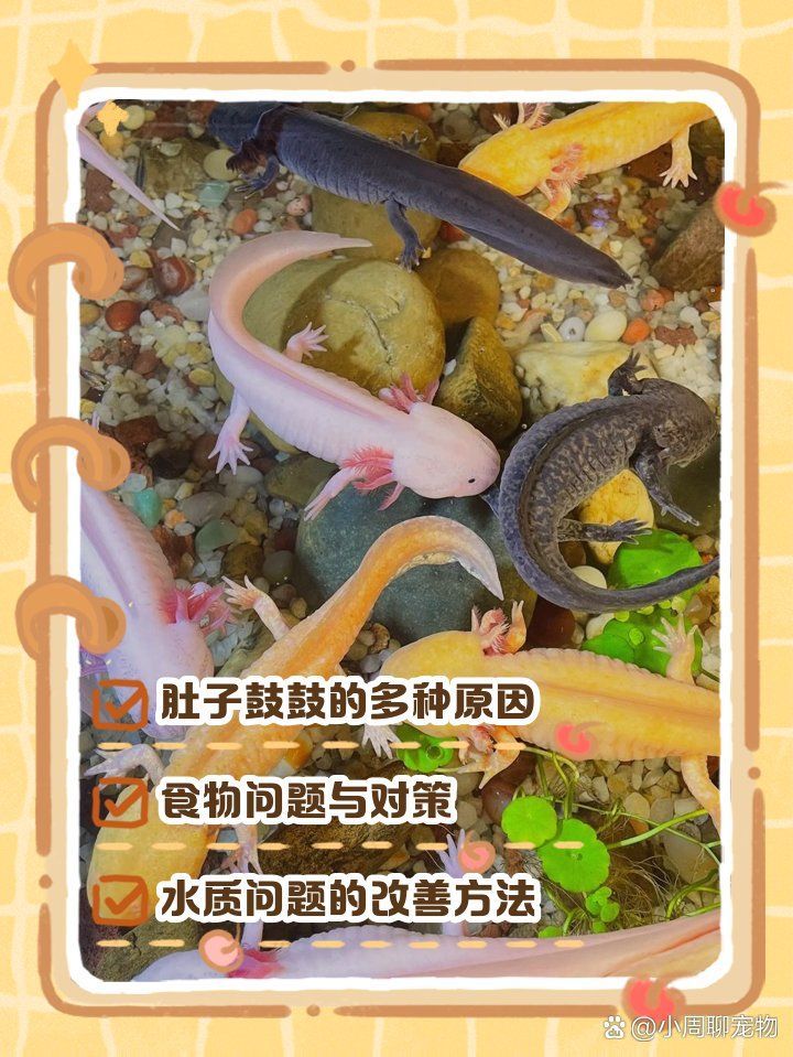 如何判斷龍魚是否肚子脹氣鼓包，龍魚肚子脹氣鼓包怎么回事