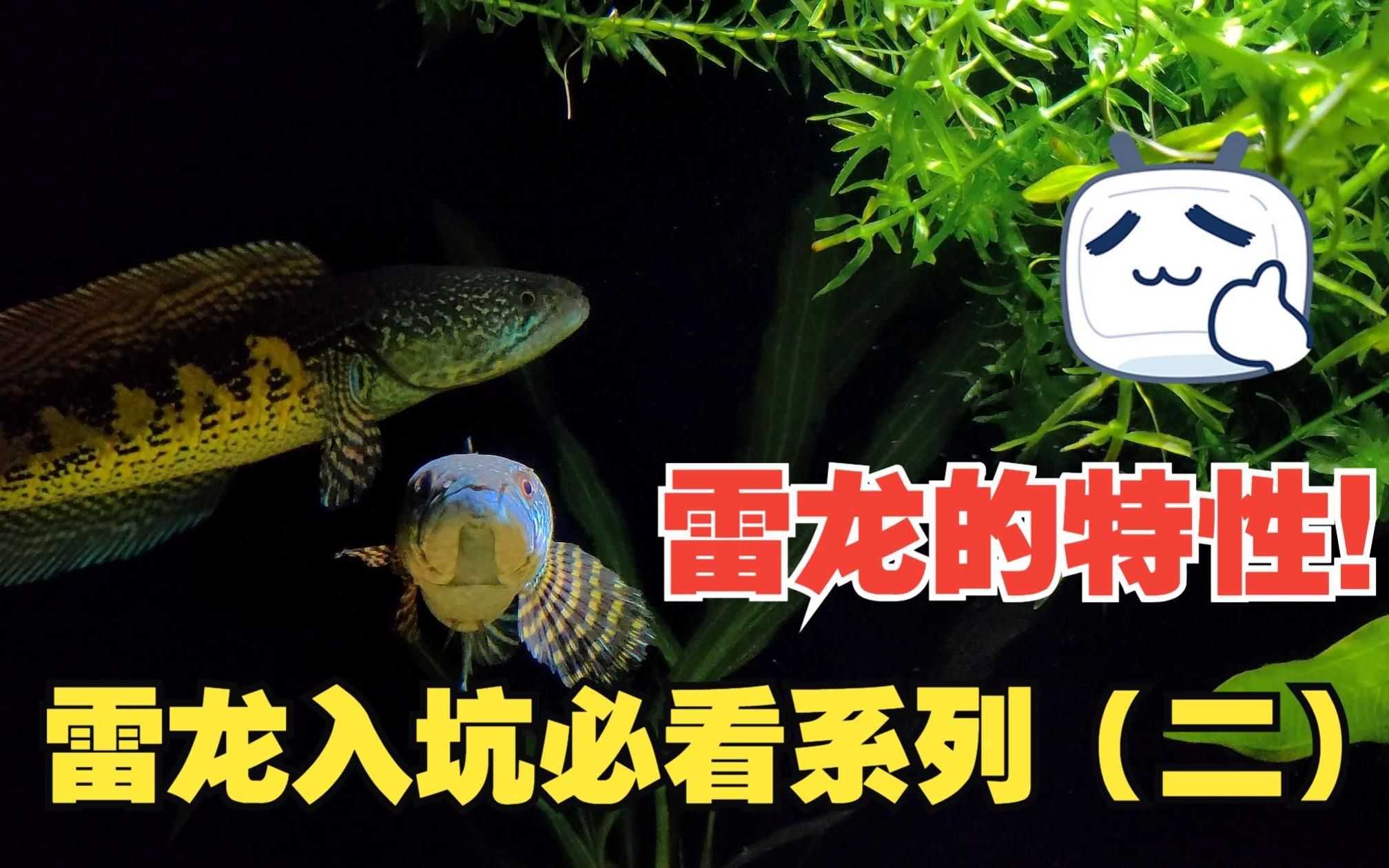 雷龍魚和黑魚哪個更有趣，雷龍魚和黑魚各有千秋