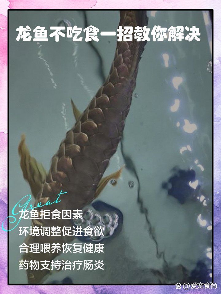 龍魚不吃飼料是疾病了嗎？，愛寵食尚，龍魚不吃食應對攻略