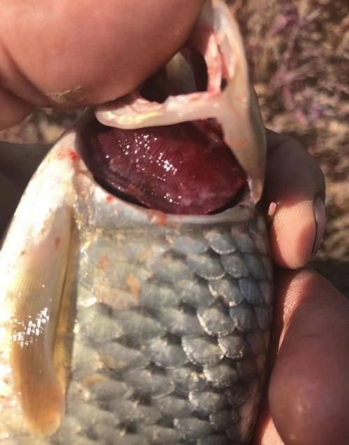 魚(yú)鰓腐爛早期圖片，如何判斷魚(yú)鰓腐爛