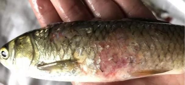 魚(yú)鰓腐爛早期圖片，如何判斷魚(yú)鰓腐爛