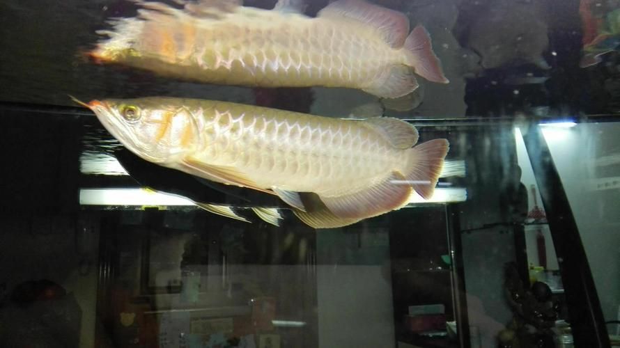 福田龍魚有哪些著名的飼養(yǎng)者？，國內(nèi)知名龍魚養(yǎng)殖場名單