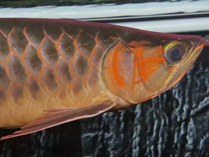 福田龍魚有哪些著名的飼養(yǎng)者？，國內(nèi)知名龍魚養(yǎng)殖場名單