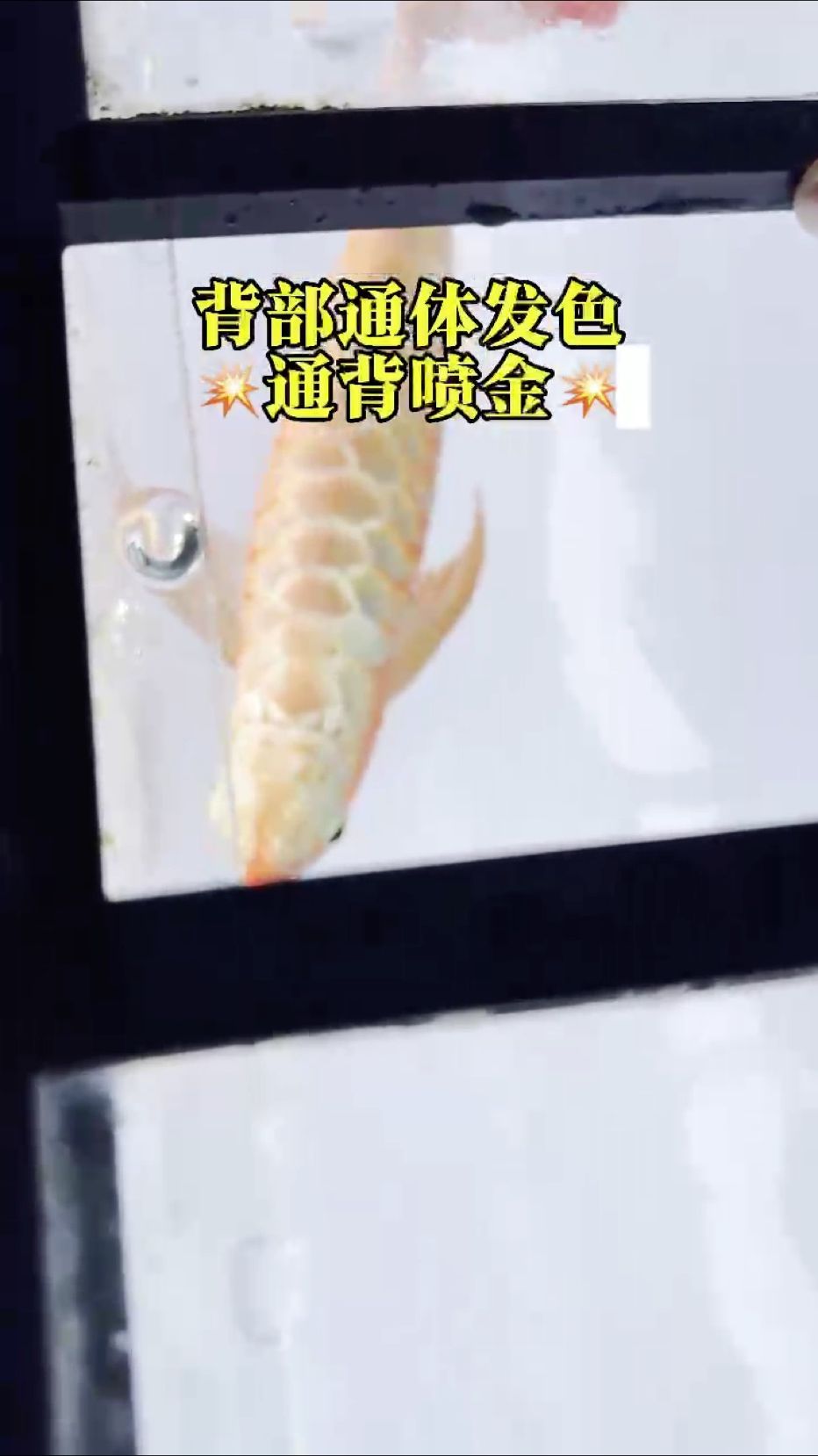在背部發色，且通體噴金的紅龍魚面前，滿腮滿片和白玉鋼板都變得沒那么奪目了??????
#萬隆天王紅龍 #紅龍魚 #龍魚 #觀賞魚 #養魚日記，萬隆天王紅龍魚