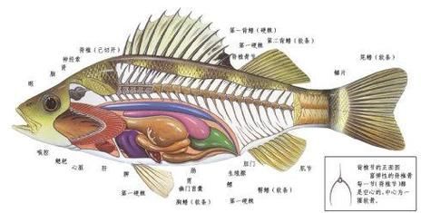 龍魚外傷內臟恢復方法，arxiv論文助手arxiv論文助手arxiv論文助手
