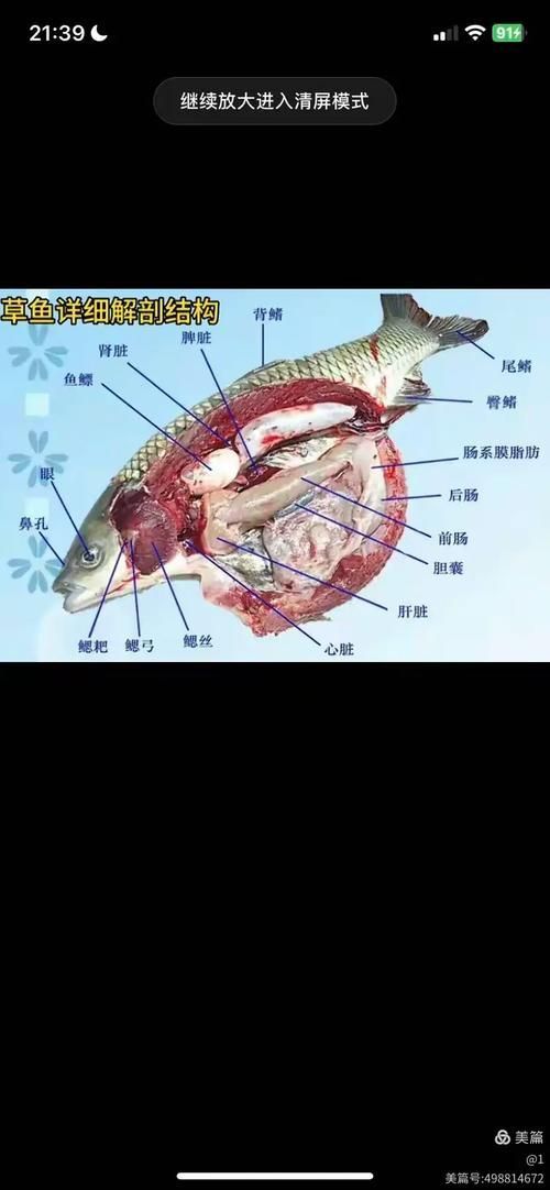 龍魚外傷內臟恢復方法，arxiv論文助手arxiv論文助手arxiv論文助手