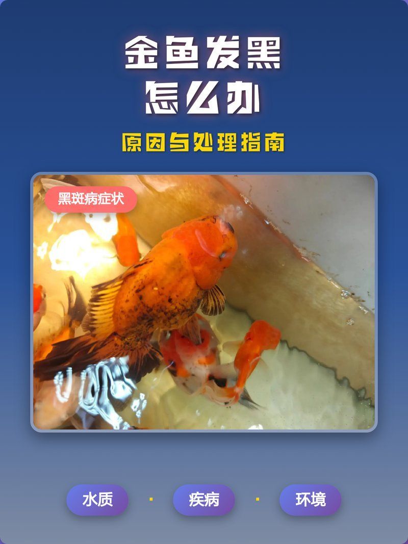 金魚發黑后如何快速改善，90%金魚發黑原因與處理方法揭秘