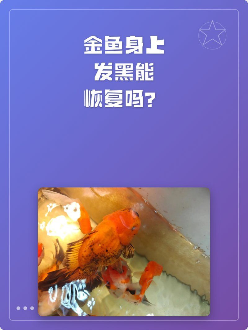 金魚發黑后如何快速改善，90%金魚發黑原因與處理方法揭秘