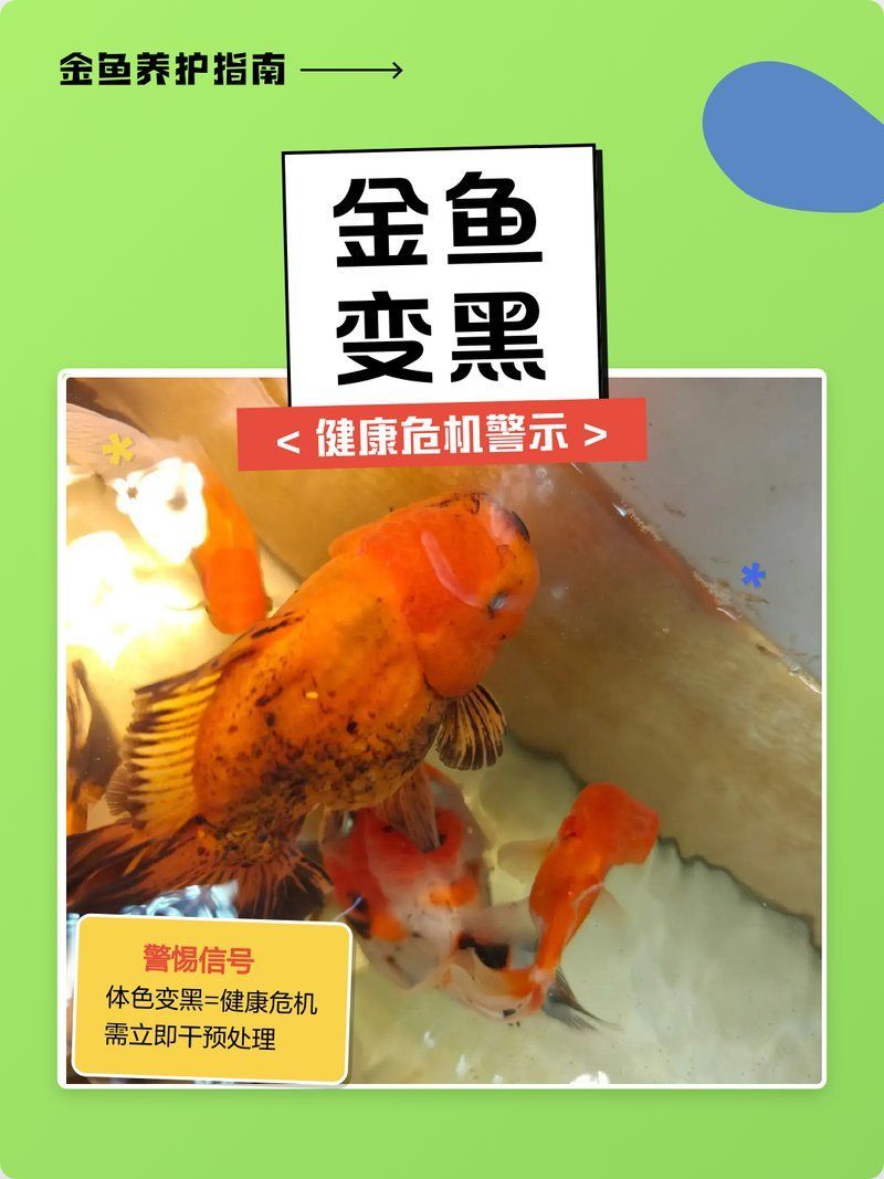 金魚發黑后如何快速改善，90%金魚發黑原因與處理方法揭秘