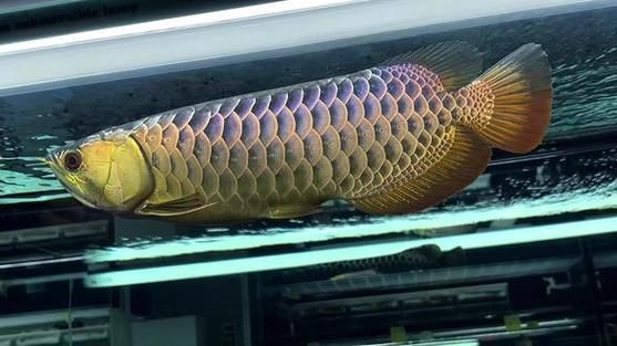 給出幾幅古典過背金龍魚的發(fā)色完全圖片，古典過背金龍魚發(fā)色需要多長(zhǎng)時(shí)間