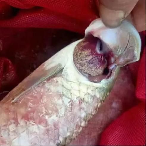 如何判斷魚鰭根部充血的嚴重程度，如何判斷魚鰭根部充血