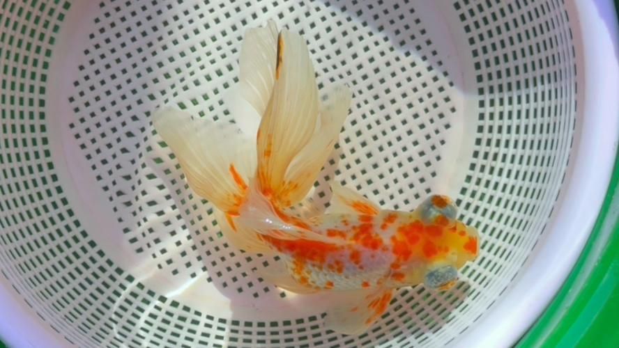 龍睛魚有哪些品種，龍睛魚品種圖鑒