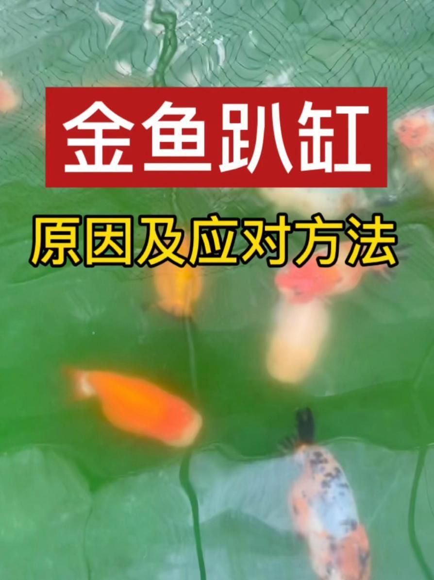 金魚趴缸底解決方法，解決金魚趴缸底的方法