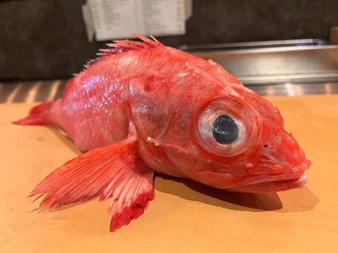 請提供日本十大名魚的詳細圖解，日本十大名魚 請提供日本十大名魚的詳細圖解，日本十大名魚 龍魚百科 第8張