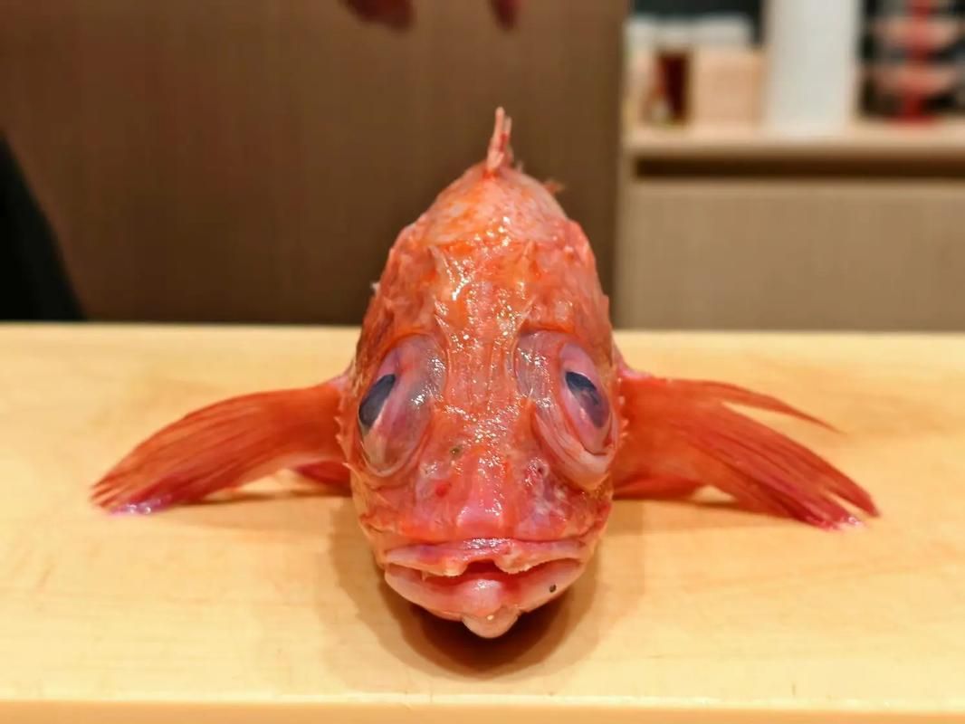 請提供日本十大名魚的詳細圖解，日本十大名魚 請提供日本十大名魚的詳細圖解，日本十大名魚 龍魚百科 第3張