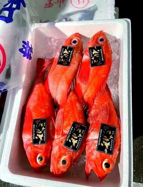 請提供日本十大名魚的詳細圖解，日本十大名魚 請提供日本十大名魚的詳細圖解，日本十大名魚 龍魚百科 第4張