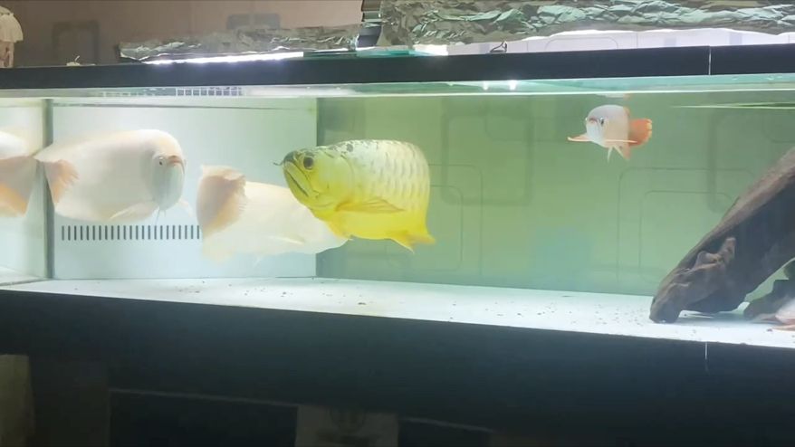 冬天里的白玫瑰，冬天里的白玫瑰，本文探討了冬季中白玫瑰的獨特魅力和象征意義