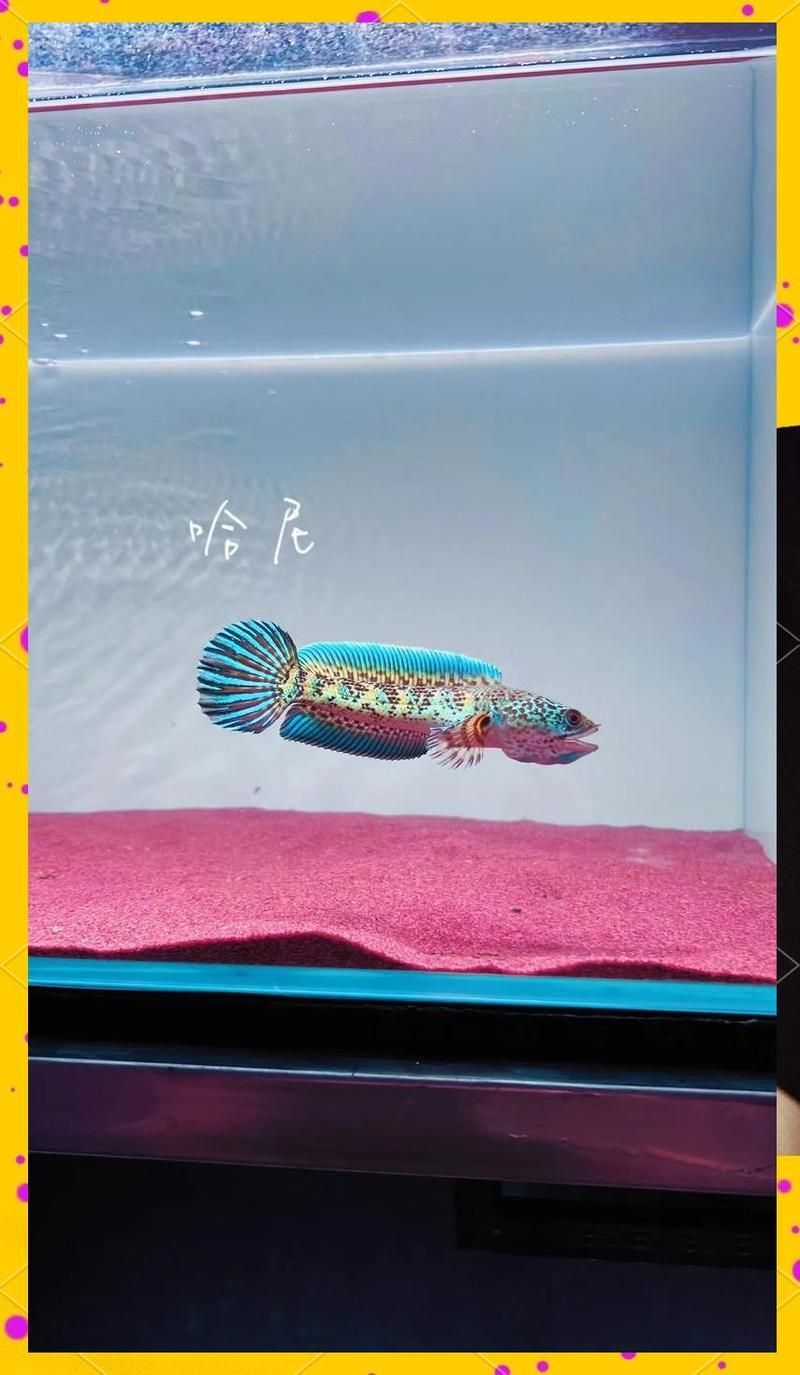 雷龍魚和黑魚哪個更適合養，雷龍魚和黑魚哪個更有趣，