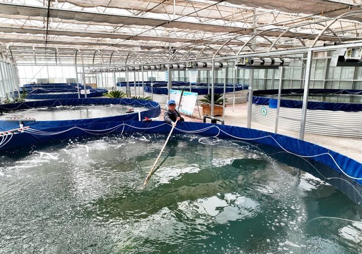 民勤龍魚的養殖技術有哪些特點？，民勤龍魚養殖技術