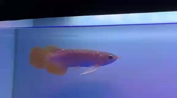 更新，大佬們，這是什么標題