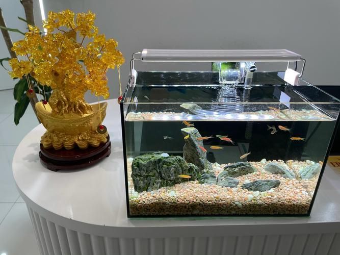 家庭水族箱布置技巧，家庭水族箱布置技巧詳解