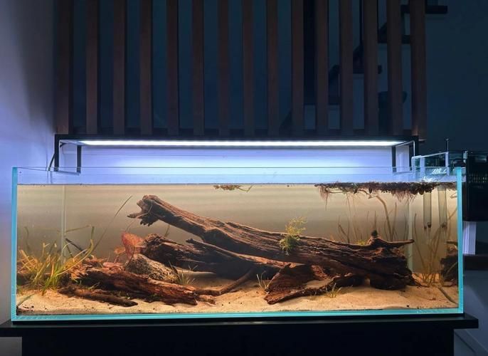 家庭水族箱布置技巧，家庭水族箱布置技巧詳解