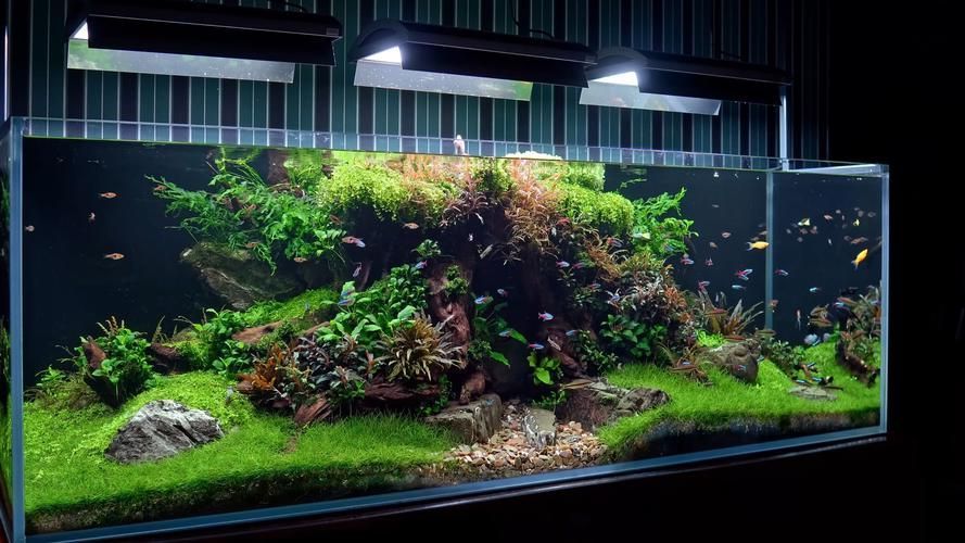 家庭水族箱布置技巧，家庭水族箱布置技巧詳解