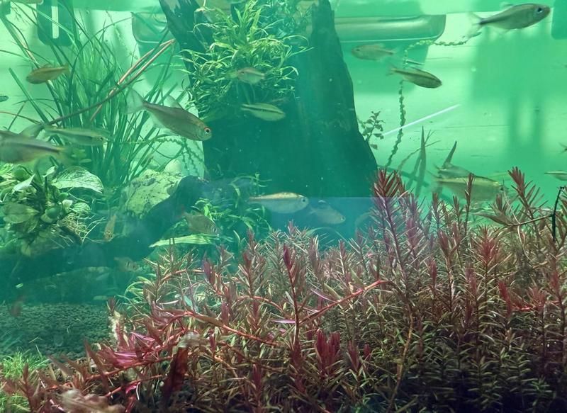 如何建立魚缸檢疫流程，新魚入缸前的檢疫流程全解析