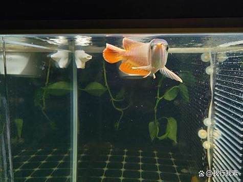 如何判斷魚(yú)缸是否細(xì)菌感染，———科學(xué)診斷魚(yú)缸細(xì)菌感染指南