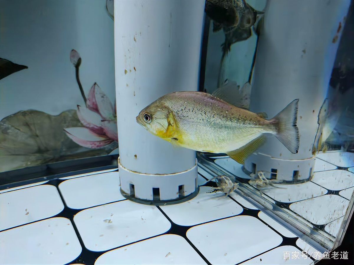 如何判斷魚(yú)缸是否細(xì)菌感染，———科學(xué)診斷魚(yú)缸細(xì)菌感染指南