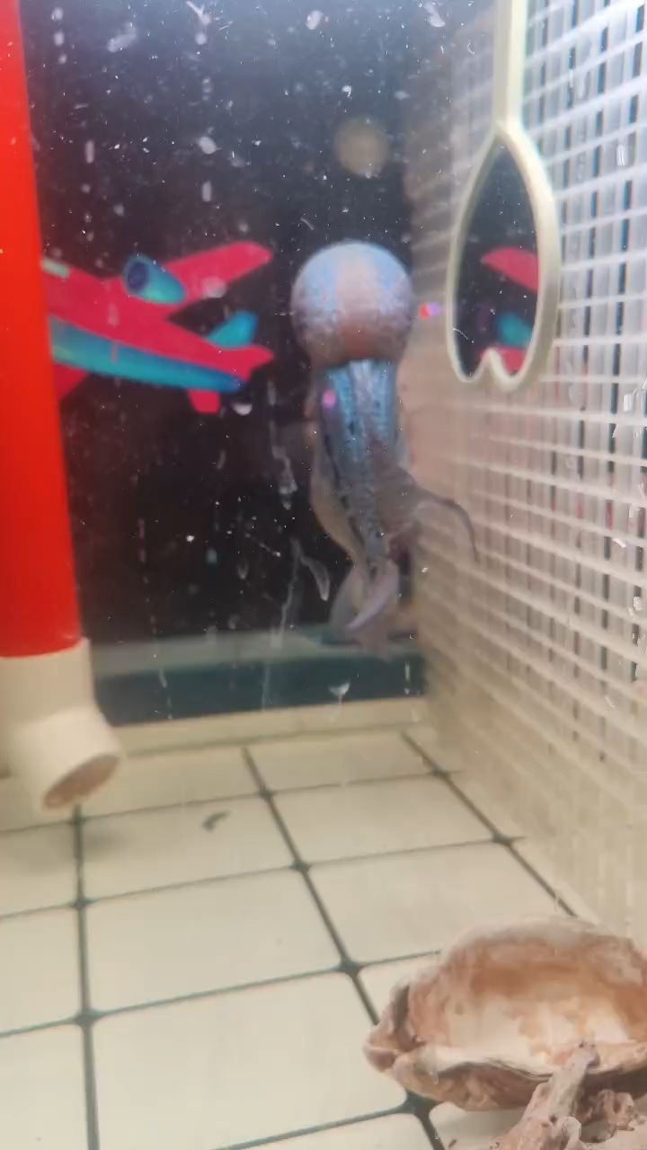 羅漢魚(yú)大肚子，這肚子怎么能減下來(lái)，感覺(jué)就是吃不夠