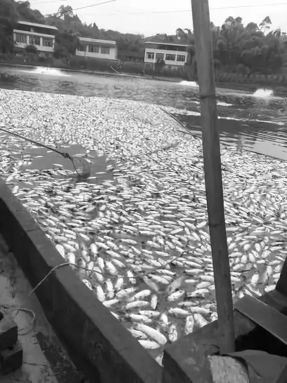 哪些藥物可能導(dǎo)致魚浮頭，arxiv論文助手arxiv論文助手arxiv論文助手